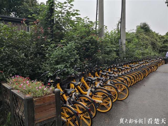 |百余辆共享单车违停东湖风景区，单车企业吃2300元罚单