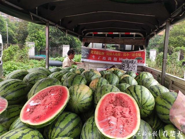 |全国西瓜齐聚武汉打擂，每斤不到一元的瓜“岔着吃”！