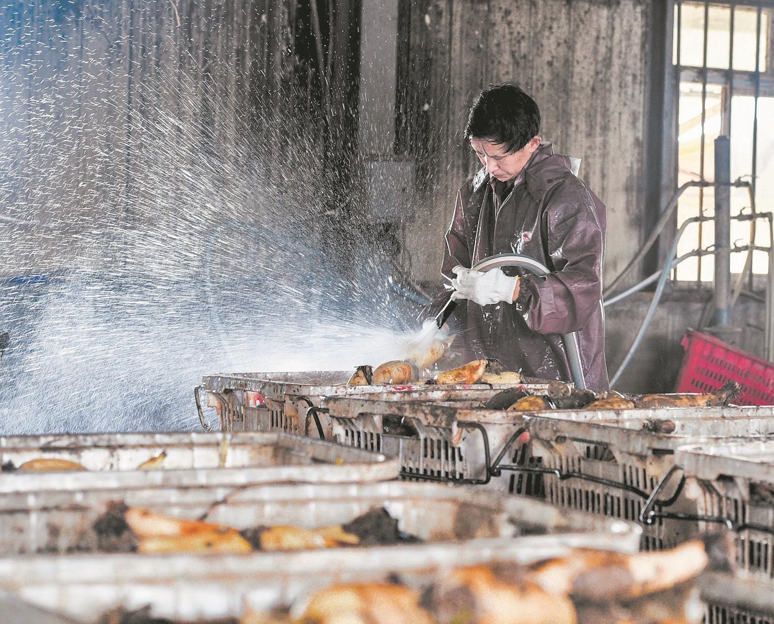 |移民村里的莲藕赛珍珠