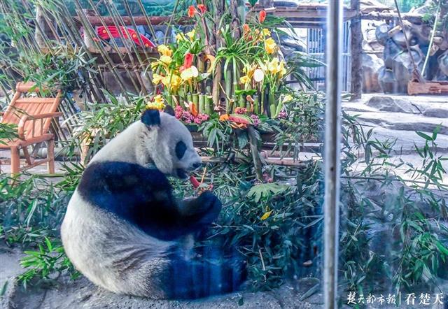 |“春俏”5岁，成年啦！竹子水果蛋糕庆生，猜它最先吃的啥？