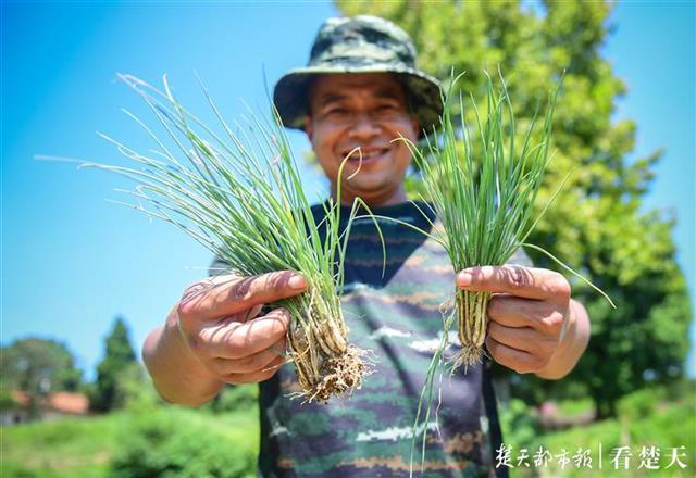 |正午“抢”鸡蛋，进山采板栗，“私厨教练”背后的汗水结成白霜