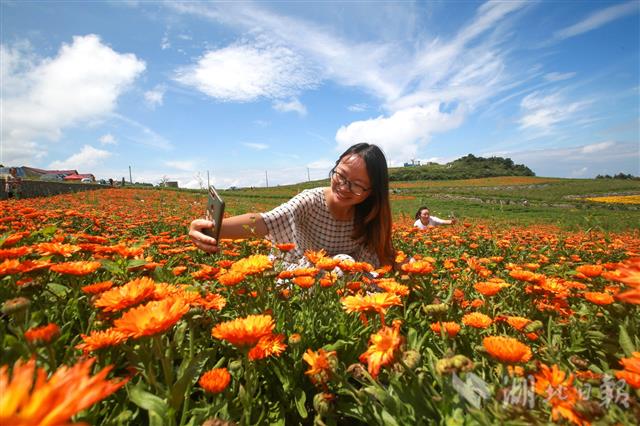 |“白云”深处花海醉游人