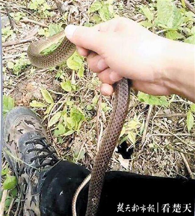 |居民家中突现不速之客，原来是它……