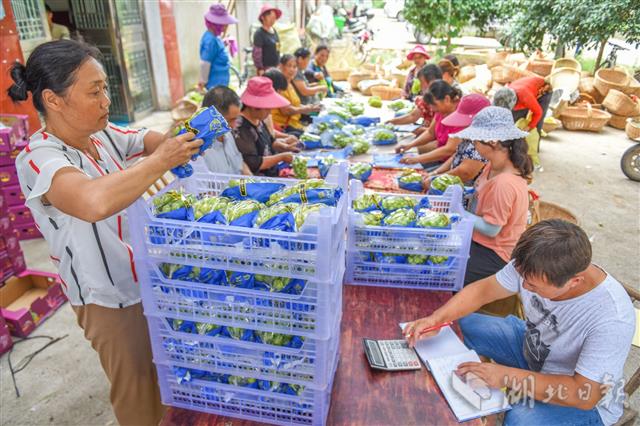 荊州區(qū)葡萄種植合作社：讓留守婦女家門口就業(yè)(圖2)