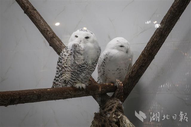 |极地动物花样消暑（组图）