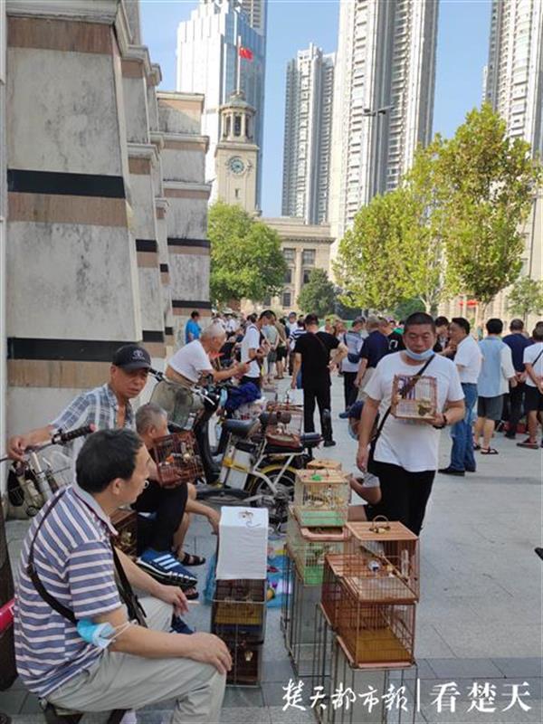 |千鸣百啭莺歌燕舞，武汉关玩赏鸟市场周末热闹非凡