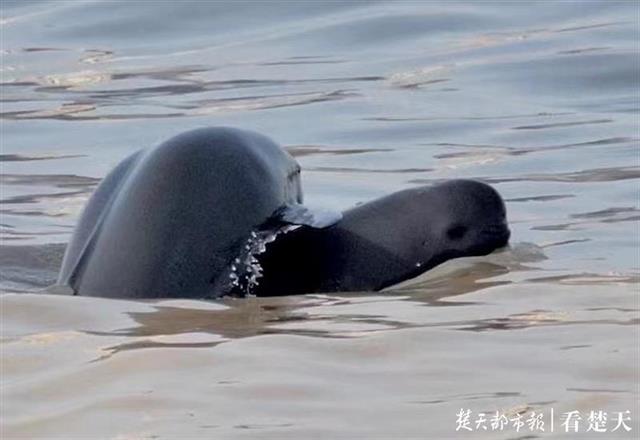 |在宜昌怎样和“微笑精灵”江豚约会？这份攻略你一定要看看……