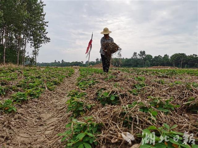 |湖北对乱占耕地建房实行“六个一律” 对顶风违法“零容忍”