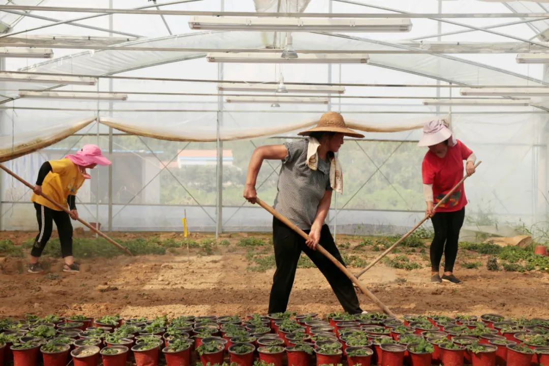 |黄州区陈策楼镇王家店村：一朵小菊花 脱贫大产业