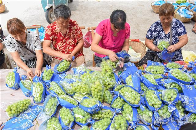 荊州區(qū)葡萄種植合作社：讓留守婦女家門口就業(yè)(圖3)