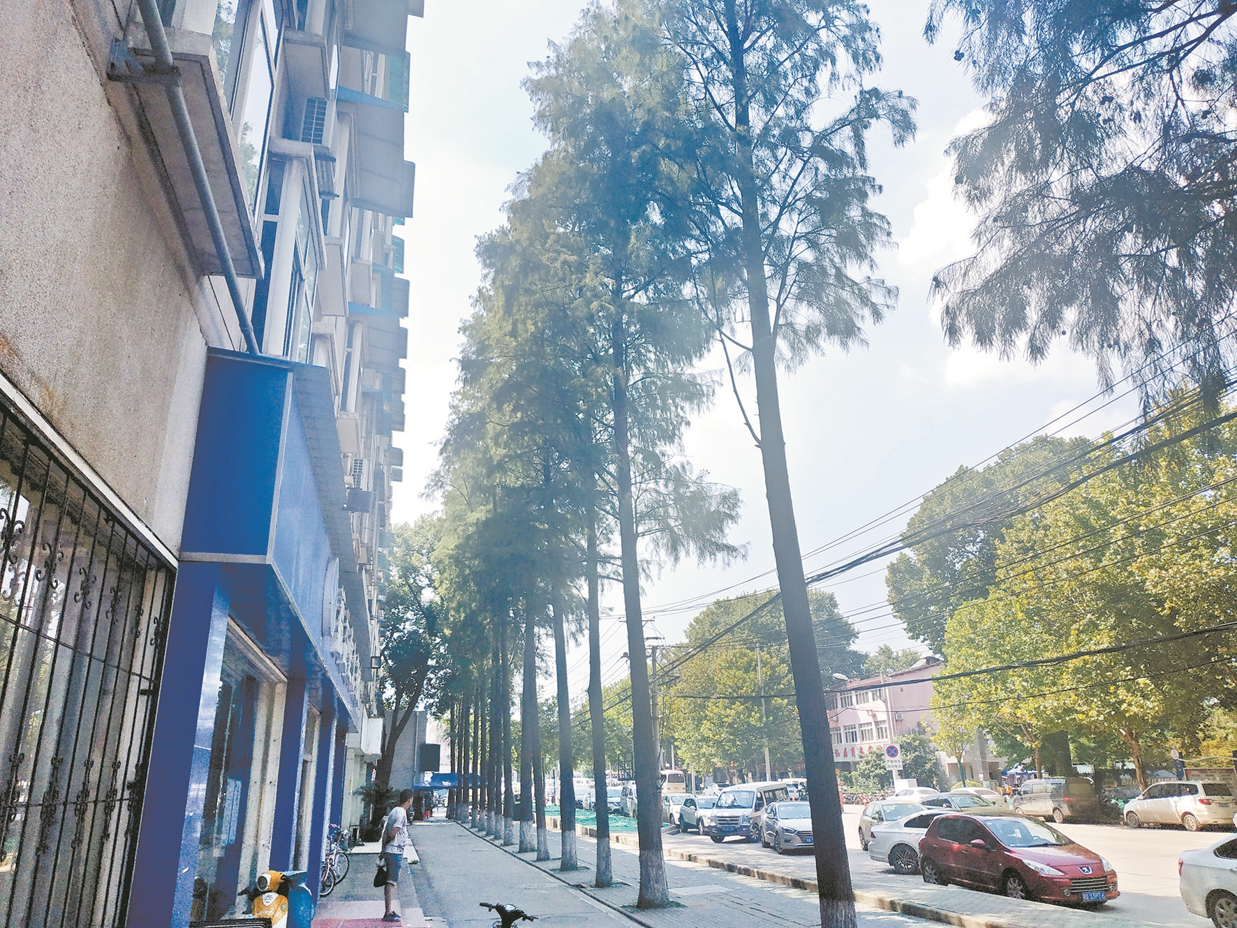 |地铁开建19株老杉树何去何从 青山区城乡建设局：将进行绿化迁移