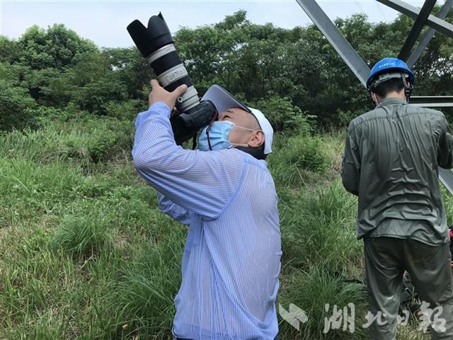 |高空中，他纵身抓住500千伏输电线