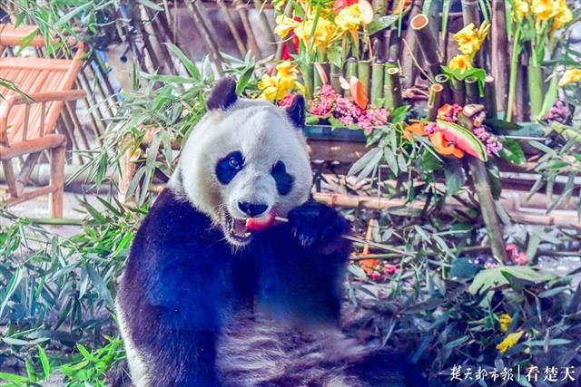 |“春俏”5岁，成年啦！竹子水果蛋糕庆生，猜它最先吃的啥？