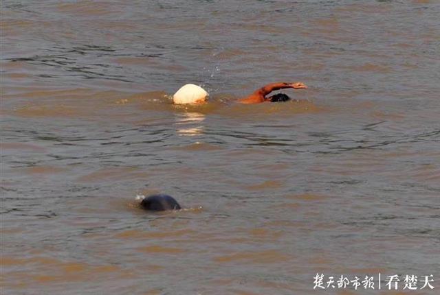 |在宜昌怎样和“微笑精灵”江豚约会？这份攻略你一定要看看……
