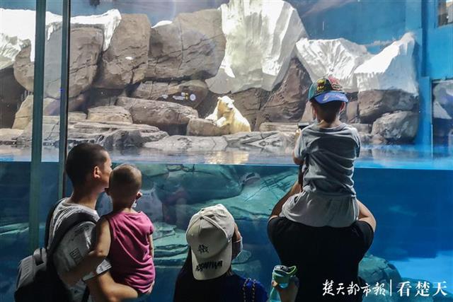 |极地海洋公园免费首日，游客络绎不绝