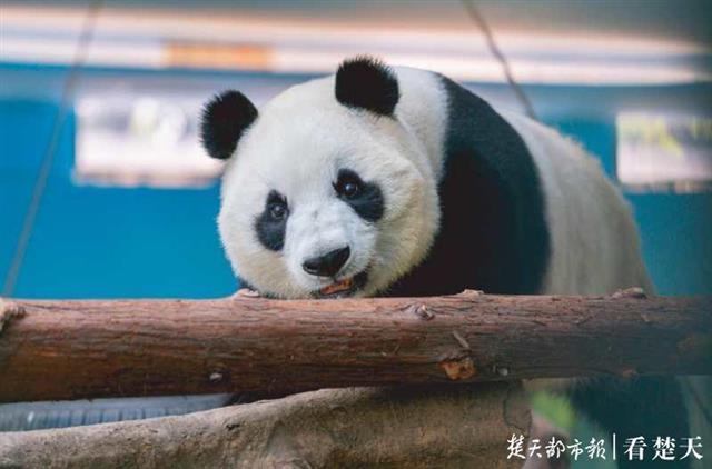 |明天是大熊猫“春俏”的生日，快来动物园参加它的生日会吧