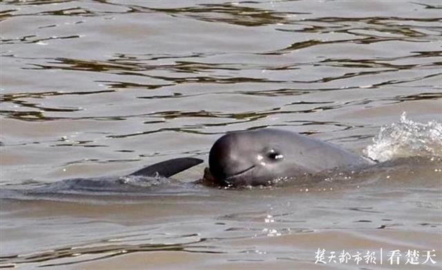 |在宜昌怎样和“微笑精灵”江豚约会？这份攻略你一定要看看……