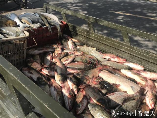|摊大事了！10人团伙毁灭性捕捞，新洲警方连人带车一锅端