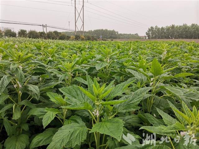 |我国首个叶片专用型芝麻新品种——“中芝叶1号”选育成功
