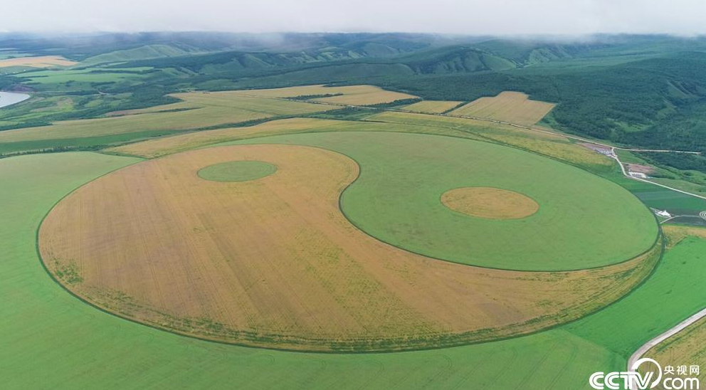 【幸福花开新边疆】中俄界河边上，奥洛契庄园种出世界最大太极图
