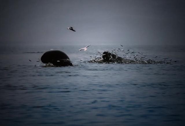 |昔日打鱼人变身护渔人，全身心守护母亲河精灵