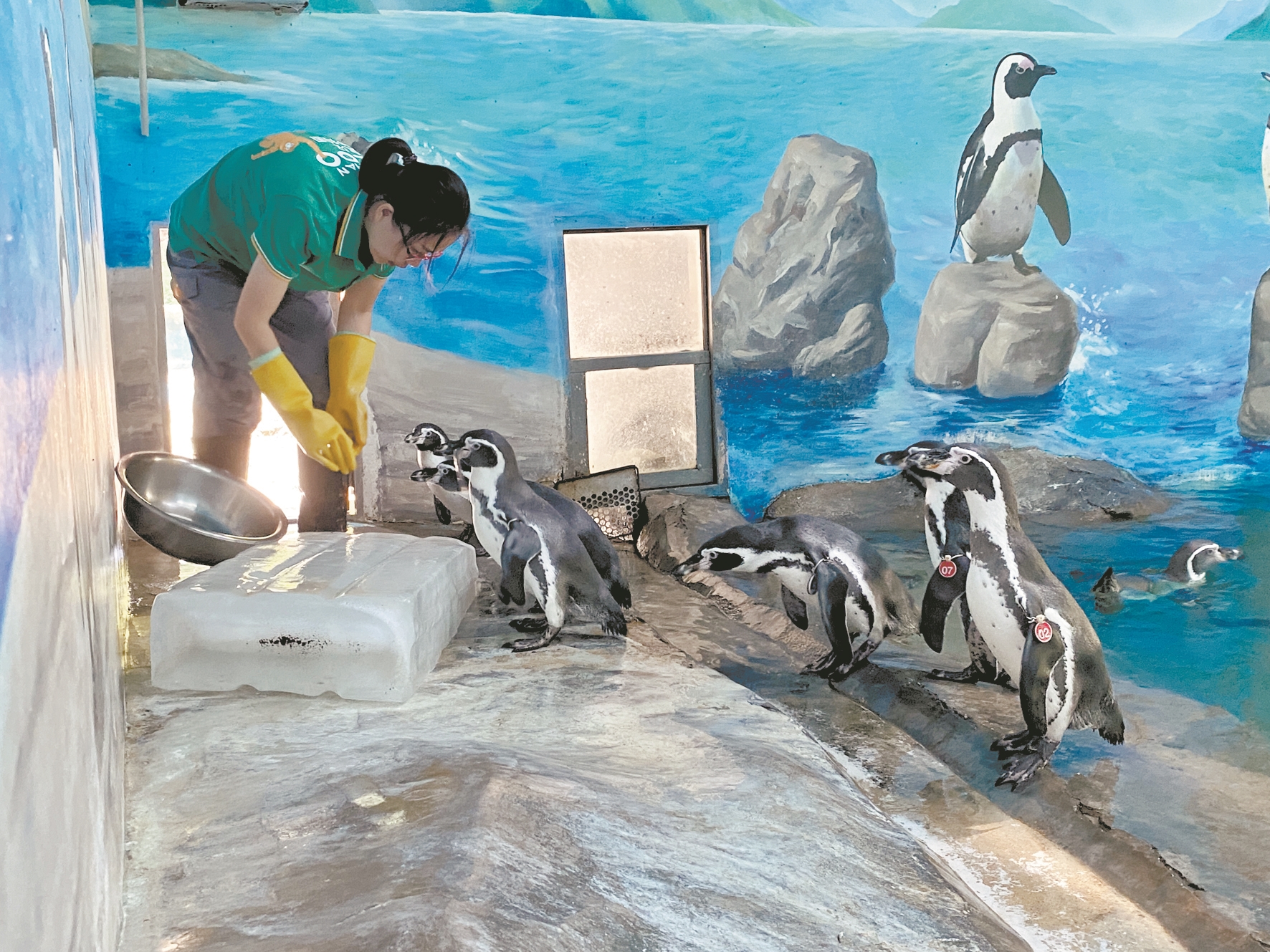 |空调房、游泳池、大冰块…… 瞧！动物花式消暑