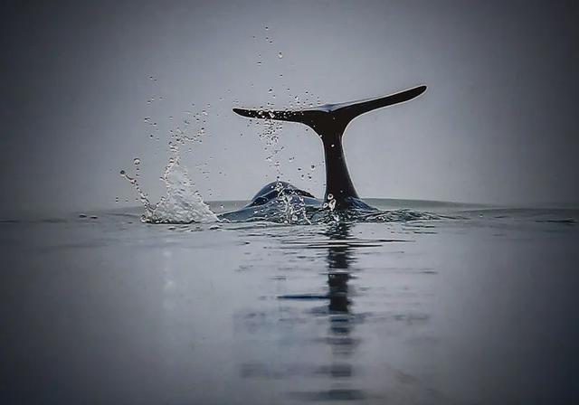 |昔日打鱼人变身护渔人，全身心守护母亲河精灵