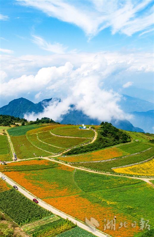 |“白云”深处花海醉游人