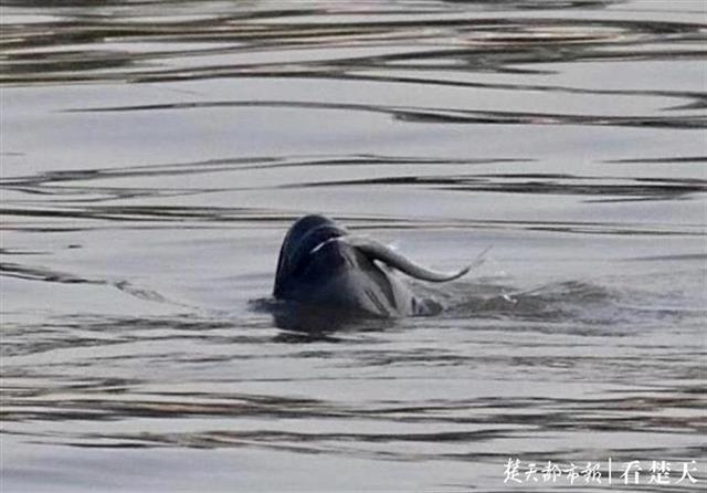 |在宜昌怎样和“微笑精灵”江豚约会？这份攻略你一定要看看……