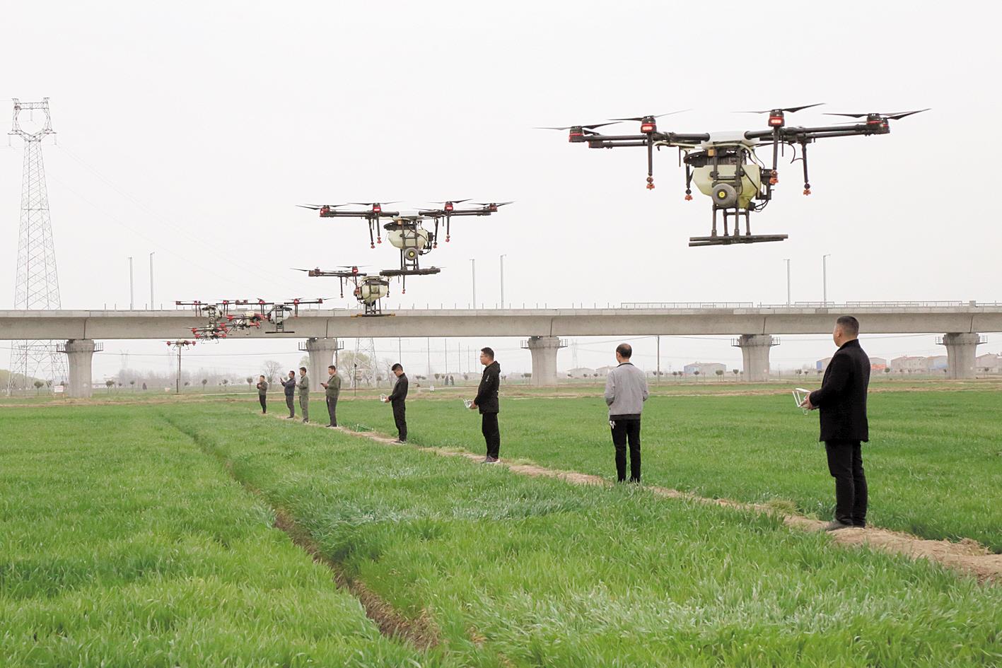 |防治近30年来最严重小麦条锈病 襄阳夏粮增产近6000万斤