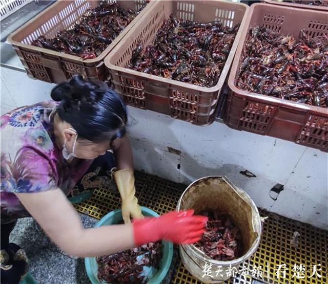 |存塘虾入洞“避暑”难捕，江城的龙虾季提前收尾了