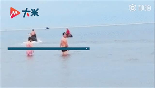 |神评论|一头在热搜上下不来的“猪”