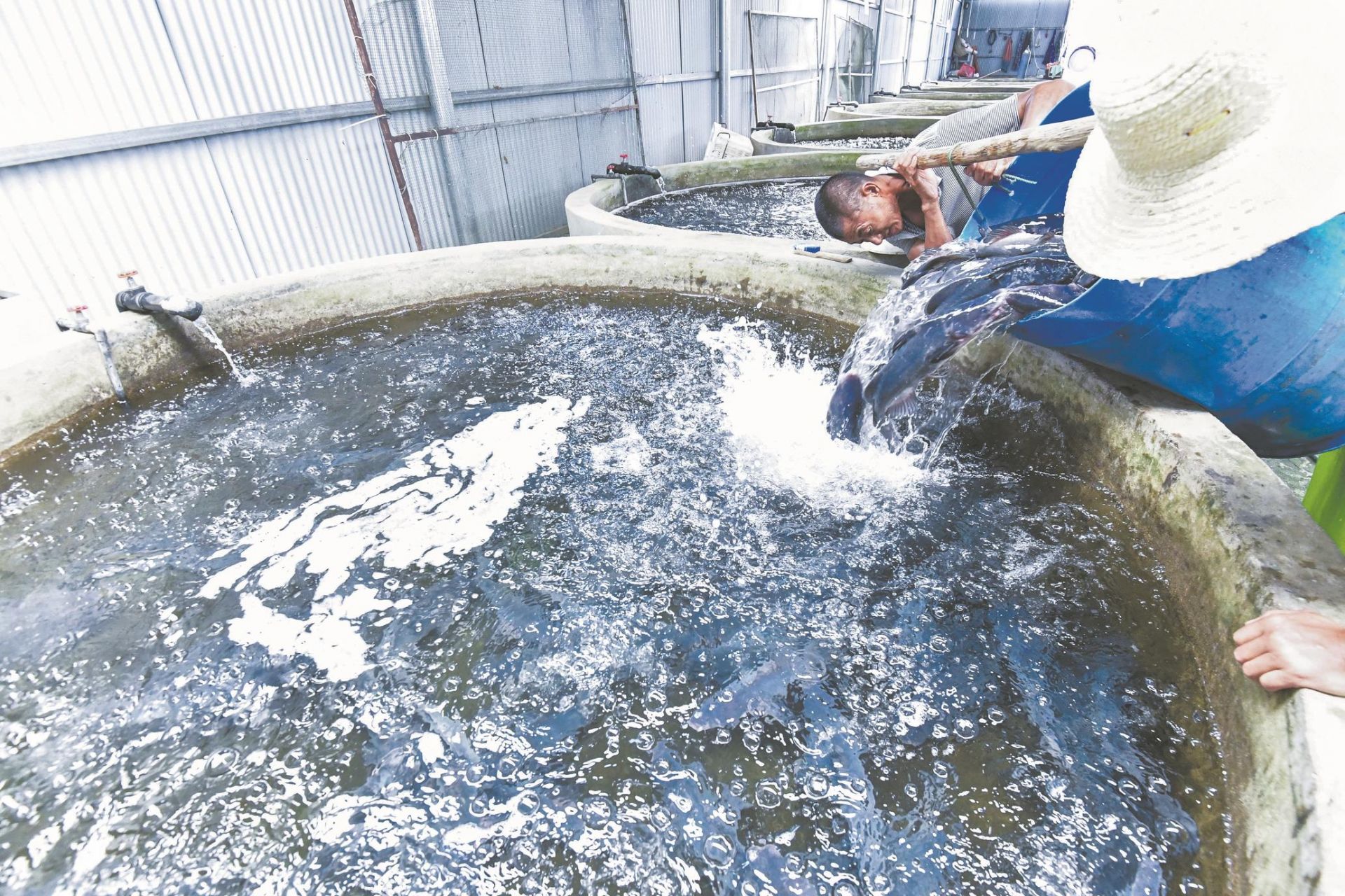 |夜里制料巡塘 白天充氧运输 养殖户忙保供 鱼儿带着“鲜气”游上市民餐桌