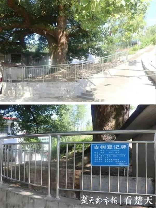 |干得漂亮！公益诉讼“对症下药”，百年古树“老有所依”