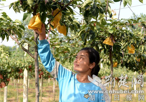 |老河口苏家河村桃梨产业更新换代 户平年增收3000元
