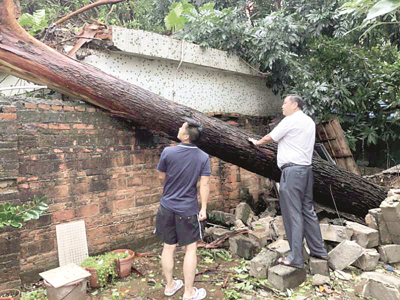 |台风“海高斯”登陆珠海 大树砸倒院墙