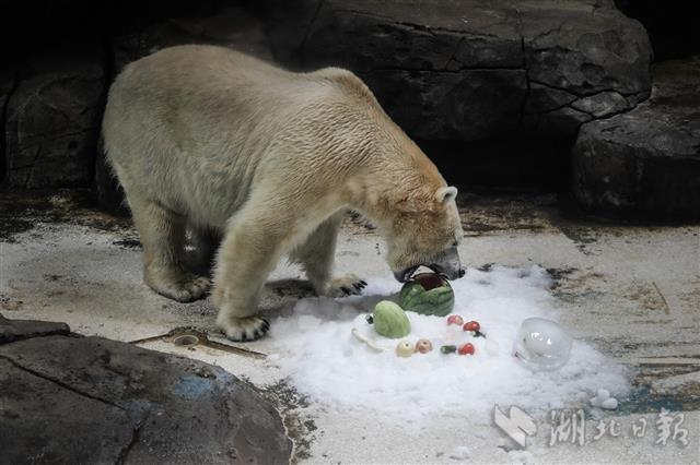 |极地动物花样消暑（组图）
