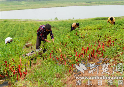 |150亩“闲地”变辣椒“高产地” 老河口油房湾村踏上小康路