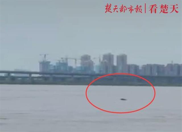 |罕见！长江武汉段江豚成群出现，专家称与禁渔期和涨水有关