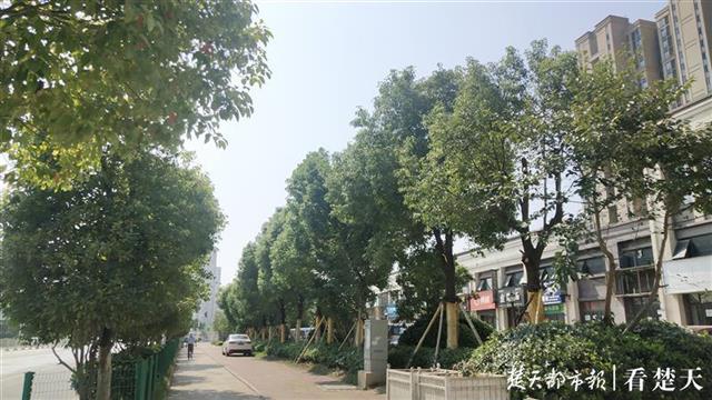 |商铺门口枝叶太密，业主盼移树，物业称只能修剪