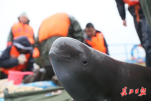 10多头江豚武汉城区江段戏水,非常罕见,传奇私服信息网 10多头江豚武汉城区江段戏水,非常罕见,传奇私服信息网