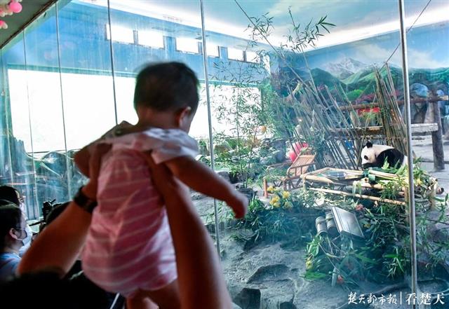 |“春俏”5岁，成年啦！竹子水果蛋糕庆生，猜它最先吃的啥？