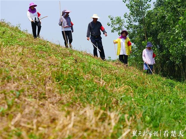 |长江堤防超警戒水位运行3周以上，需高度关注退水期堤防安全