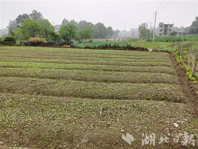 |湖北对乱占耕地建房实行“六个一律” 对顶风违法“零容忍”