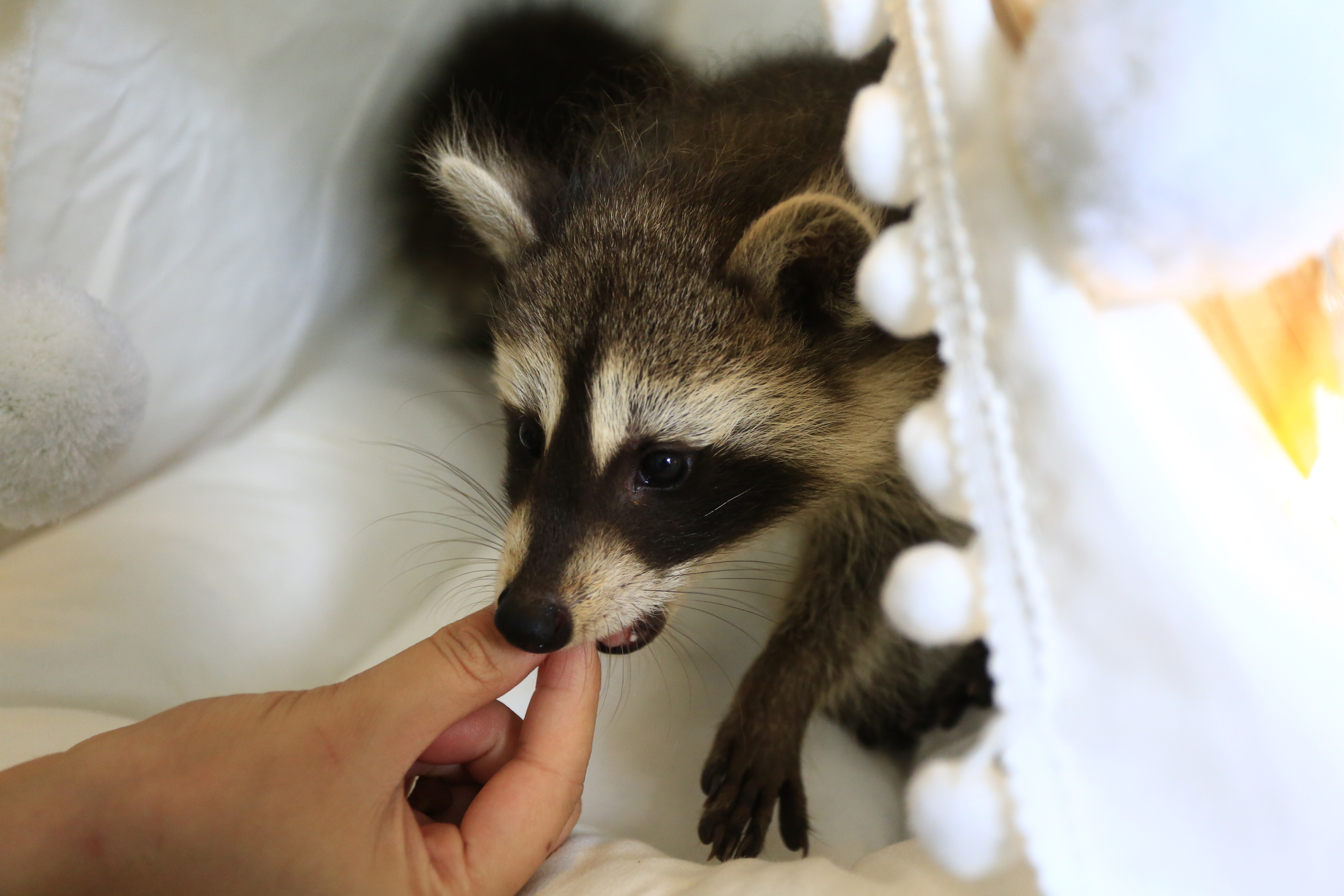 |浣熊四胞胎满月起名“感恩白衣”