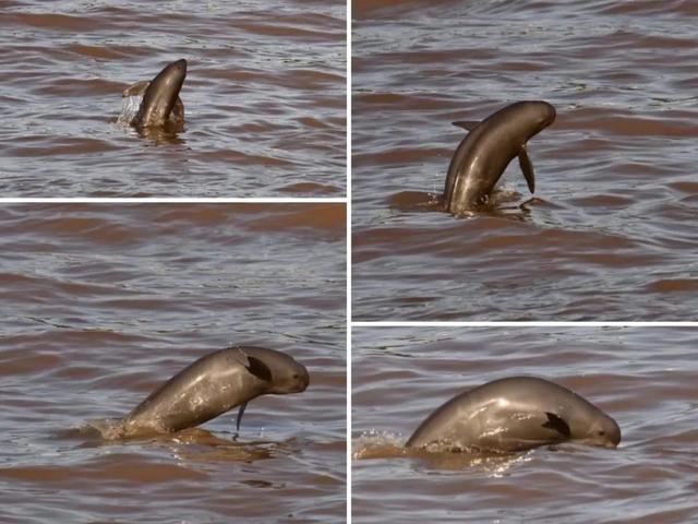|昔日打鱼人变身护渔人，全身心守护母亲河精灵