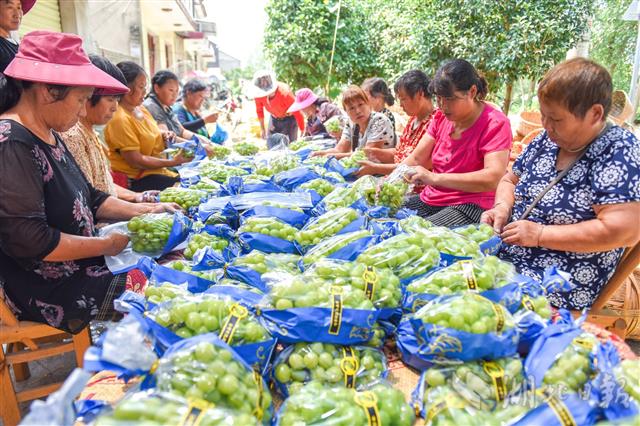 荊州區(qū)葡萄種植合作社：讓留守婦女家門口就業(yè)(圖1)