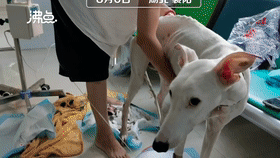 |神评论|学霸都是不刻意的