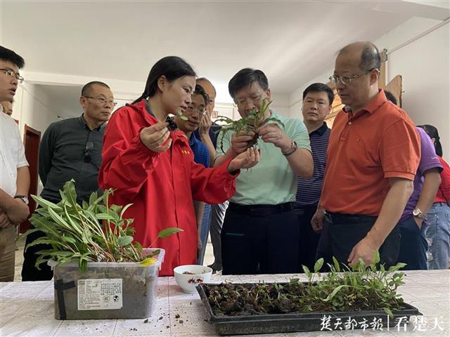 邓秀新院士、李召虎教授在神农架指导调研农业生产