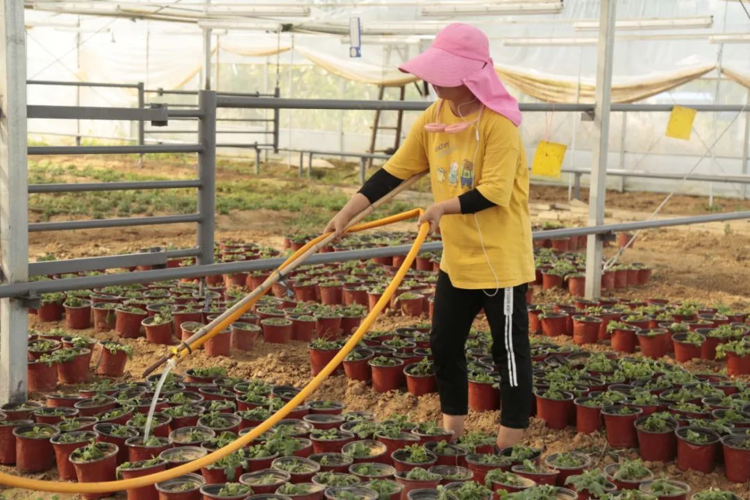 黄州区陈策楼镇王家店村:一朵小菊花 脱贫大产业